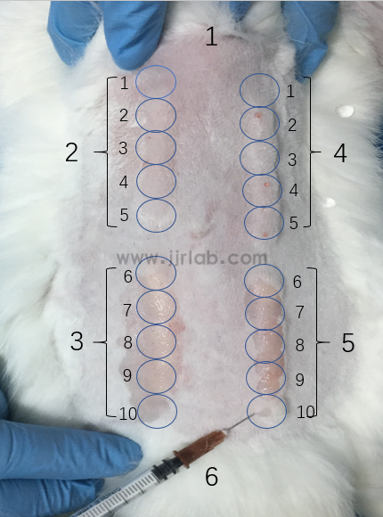 ISO 10993 Intradermal reaction test(图1)