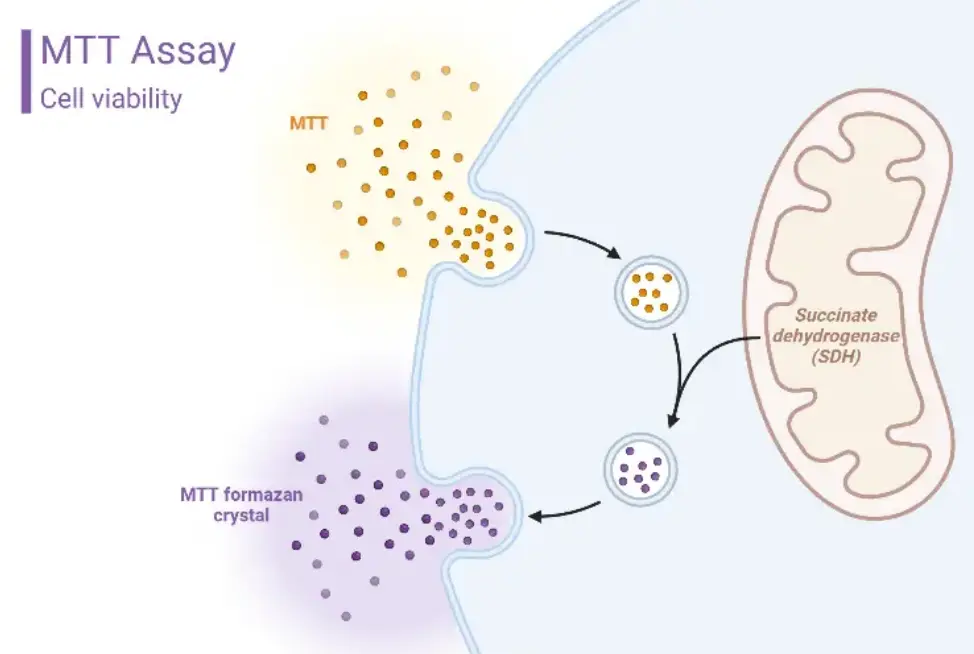 What Are the Cytotoxicity Assay Methods?