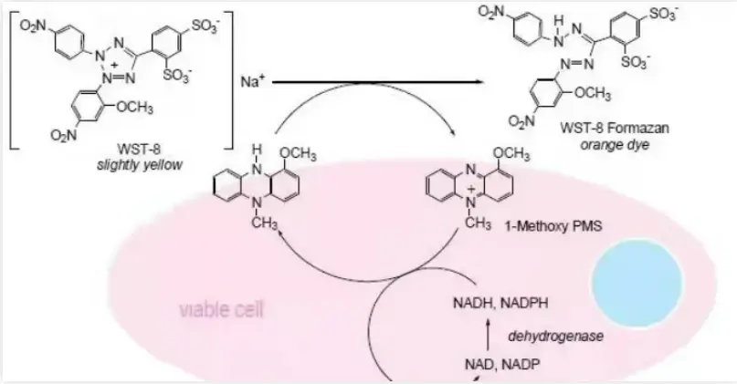 What Are the Cytotoxicity Assay Methods?(图2)