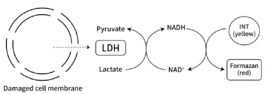 What Are the Cytotoxicity Assay Methods?(图3)