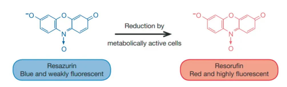 What Are the Cytotoxicity Assay Methods?(图4)